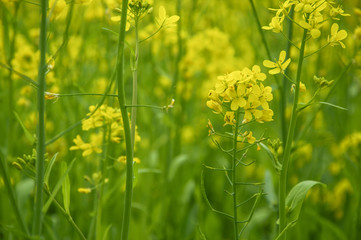 The rape flowers closeup 
