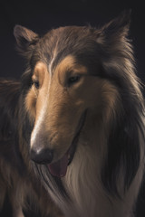 Fototapeta premium Scottish shepherd, lassie, sable color, black background