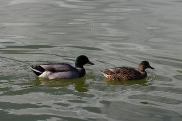 Ducks on a green water pond.