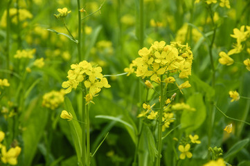 Obraz premium The rape flowers closeup 