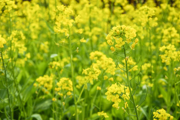 The rape flowers closeup 