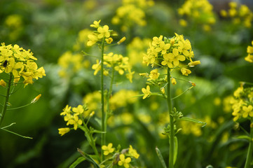 The rape flowers closeup 