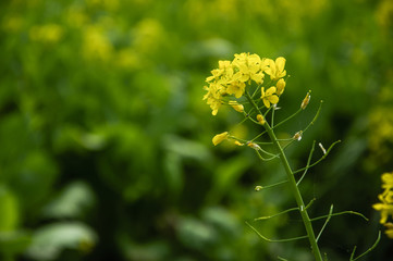 The rape flowers closeup 