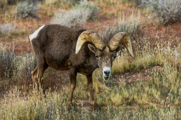 Big Horn Sheep at Valley of Fire, NV, USA