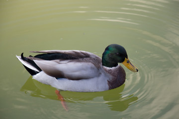 A duck on a green water pond.