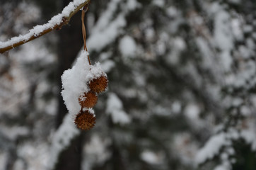 American Sycamore With Snow
