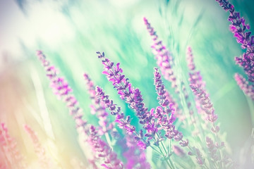 Fototapety  Selektywne i miękkie skupienie na fioletowych kwiatach - piękne fioletowe kwiaty na łące