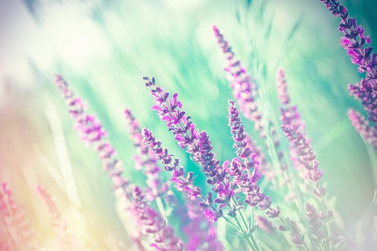 Fototapeta  Selective and soft focus on purple flowers - beautiful purple flowers in meadow 