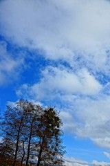 Obraz premium Небо и верхушки деревьев