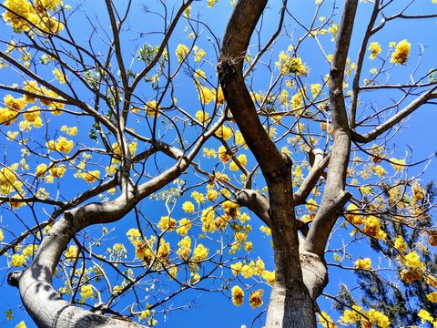 Flores en Enero