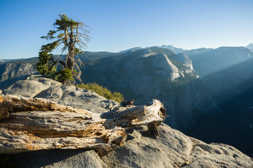 Fototapeta na wymiar Tree stumb at Glacier Point, Yosemite NP, CA, USA