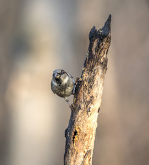 house sparrow on branch