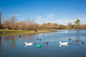 Houston Hermann park conservancy Mcgovern lake in winter Texas