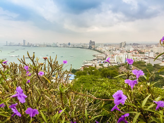 Beautiful of Pattaya bay view on Pratamnak Hill with blue sky background and the tree branch foreground. Pattaya city is famous about sea sport and night life entertainment.