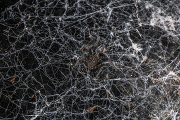 Fototapeta na wymiar Spider in the web