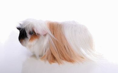 Guinea Pig