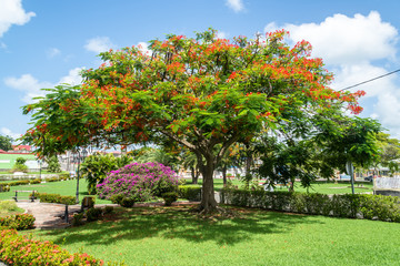 Fototapeta na wymiar Flame tree in a public park