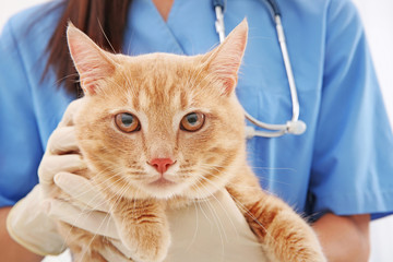 Red tabby cat in vet clinic