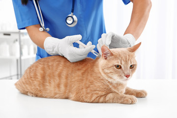 Veterinarian giving injection to red cat