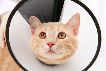 Red tabby cat in cone of shame