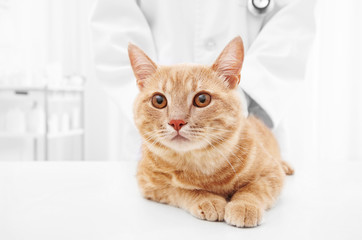 Red tabby cat lying on table in vet clinic