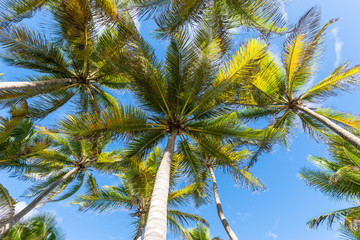 Obraz na płótnie Canvas palm trees in the sky