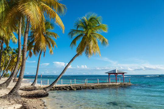 Beach with palm trees and jetty