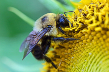 Pollen Collector