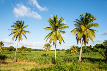 Fototapeta na wymiar palm trees and sugar cane plantations
