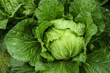 Brassica pekinensis closeup 