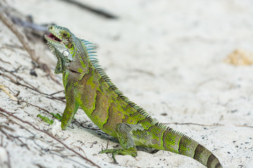 green endemic iguana, Guadeloupe