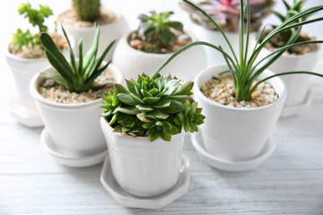 Obraz premium Succulents on wooden background