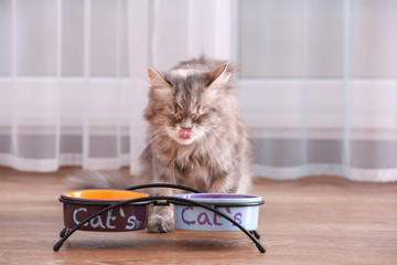 Naklejka premium Cute cat eating from bowl on floor