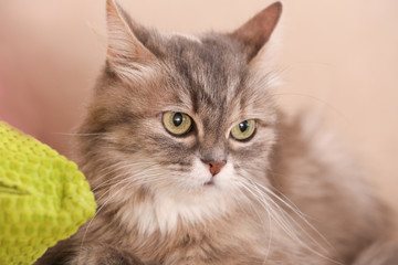 Cute funny cat on beige sofa, closeup