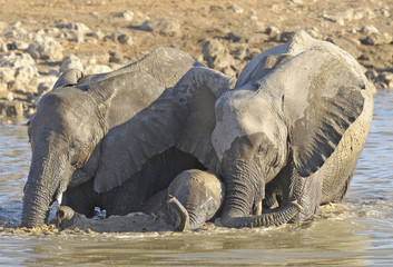Africa Namibia , Etosha National Park.  Elephants with babies  drinking.
