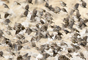 Etosha National Park Namibia, Africa  quelea flock.