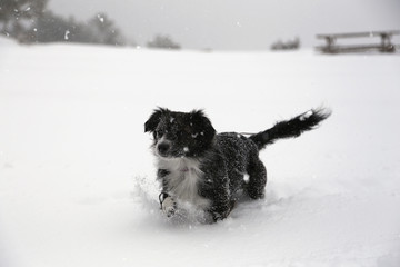Dog playing in snow