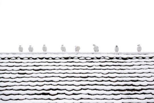 Many seagulls perched on a wooden roof covered with snow in the winter in the city of Lucerne, Switzerland.