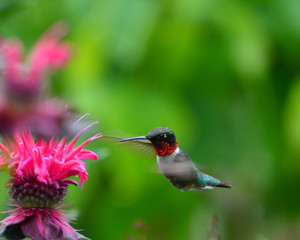 Ruby throated hummingbird at monarda