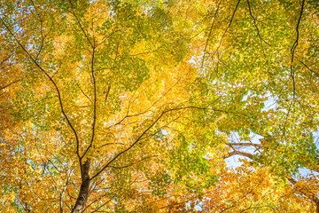 Fall Leaves at Pewits Nest, Baraboo, Wisconsin, USA