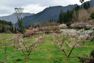 大山の梅