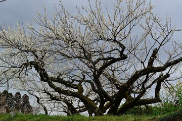 大山の梅