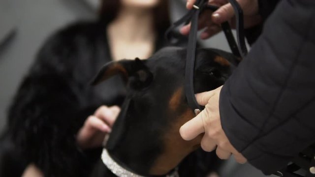 Close-hand woman holding a doberman. Man's hands put the muzzle to prevent the mouth bite.