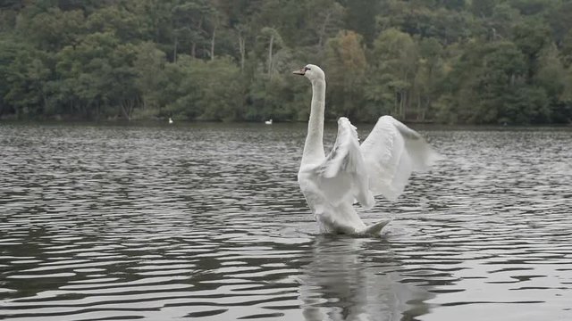 Slow motion swan flapping it's wings. Filmed in super slow motion