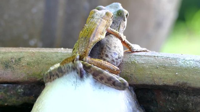 Yellow tree frog breeding and spawn 

