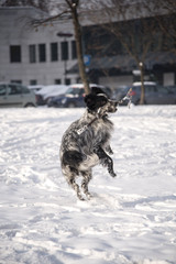 Cute dog, an english setter, catch a stick, running in the snow, enjoying winter