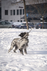 Cute dog, an english setter, catch a stick, running in the snow, enjoying winter