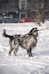 Cute dog, an english setter, catch a stick, running in the snow, enjoying winter