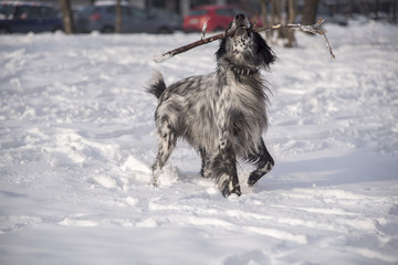 Cute dog, an english setter, catch a stick, running in the snow, enjoying winter