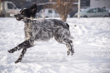 Fototapeta na wymiar Cute dog, an english setter, catch a stick, running in the snow, enjoying winter
